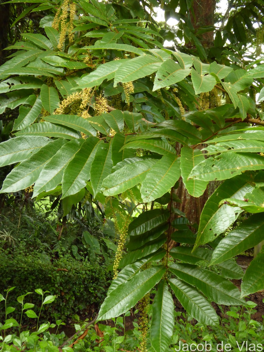 Pometia pinnata J.R.Forst. & G.Forst.